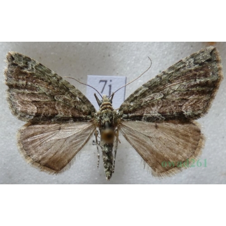 Chloroclysta siterata (Hufnagel, 1767) Paśnik zaroślak Czech7j